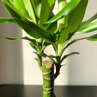 Dracaena Fragrans
