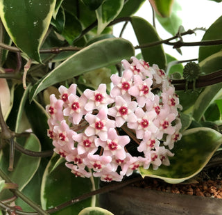 Hoya, The Wax Plant