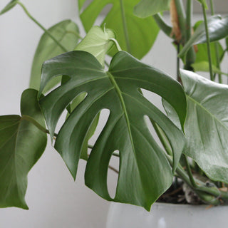 Swiss Cheese Monstera