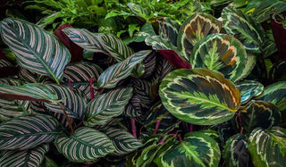 Calathea 'The Prayer Plant'