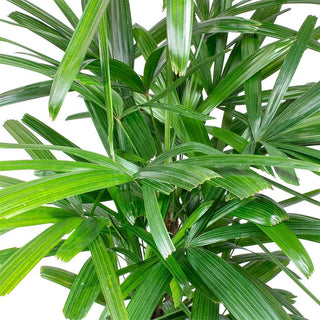 Broadleaf Lady Palm Rhapis