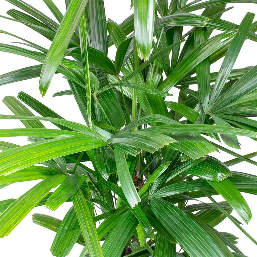 live palm plants Bamboo Palm, Chamaedorea Seifrizii Live Plant Air Purifier main image 1