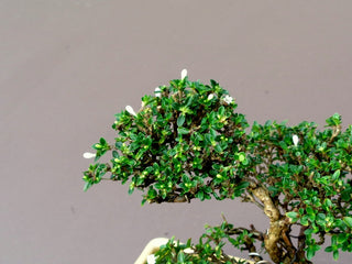 Snowrose Serissa Bonsai