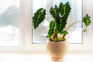 Elephant Ears Alocasia