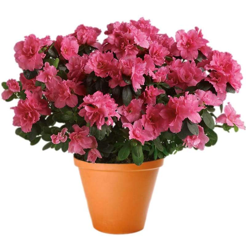 Azalea