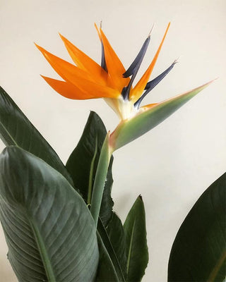 Bird of Paradise