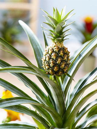 Bromeliad Pineapple