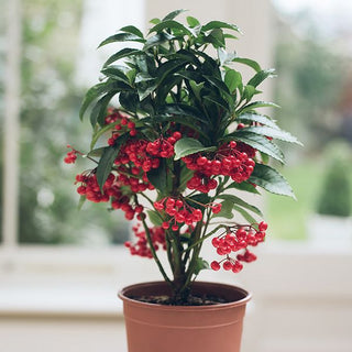 Coralberry Ardisia Crenata