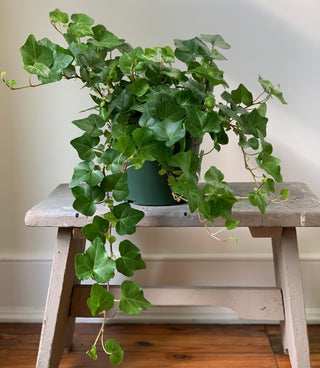 English Ivy