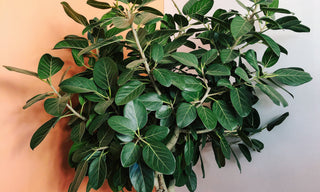 Ficus Audrey