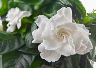 Gardenia, The Cape Jasmine