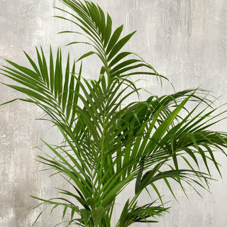 Paradise Palm Kentia