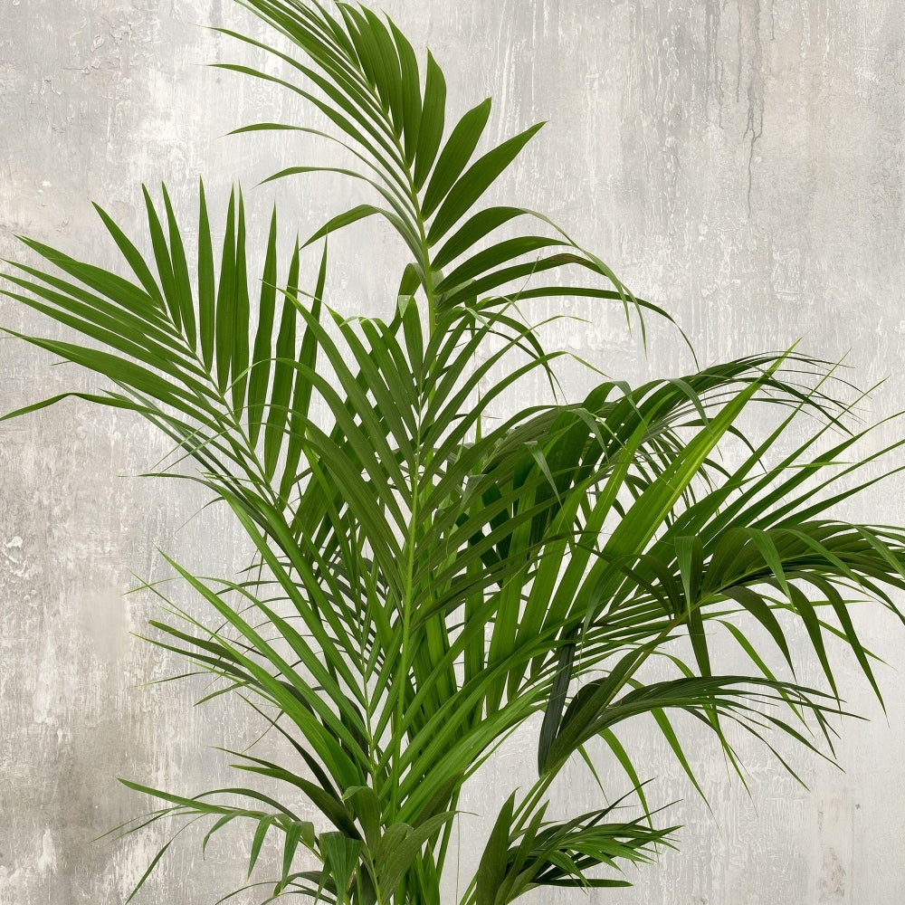 Paradise Palm Kentia