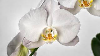 Moon Orchids