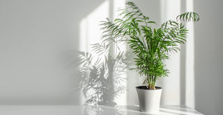 Parlor Palm Chamaedorea Elegans