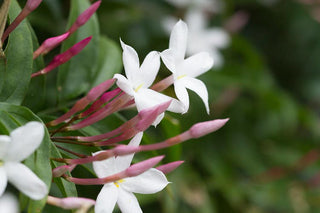 Pink Jasmine