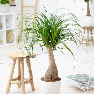 Ponytail Palm