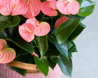 Falmingo Lily Anthurium