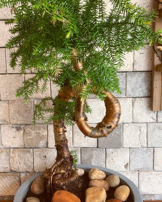 Pine of Norfolk Island Bonsai 'Araucaria'