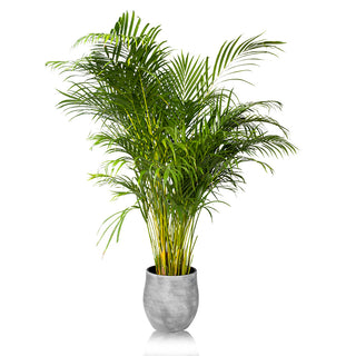 Golden Feather Palm Areca