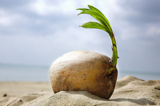 Coconut Palm Cocos