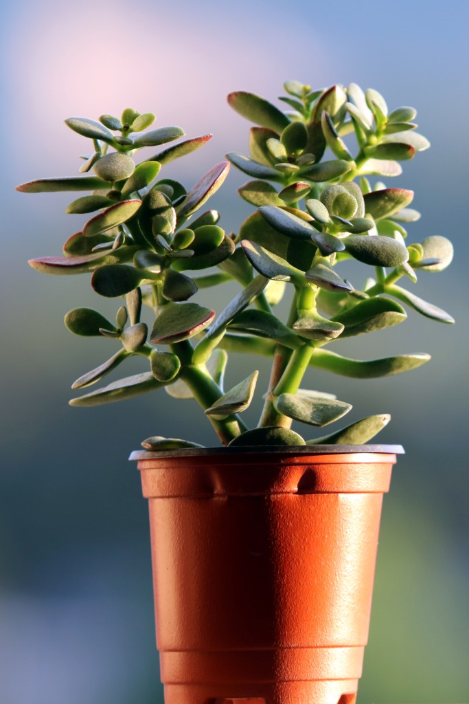Crassula, The Jade Money Plant