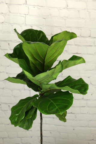 Fiddle Leaf Fig, Ficus Lyrata