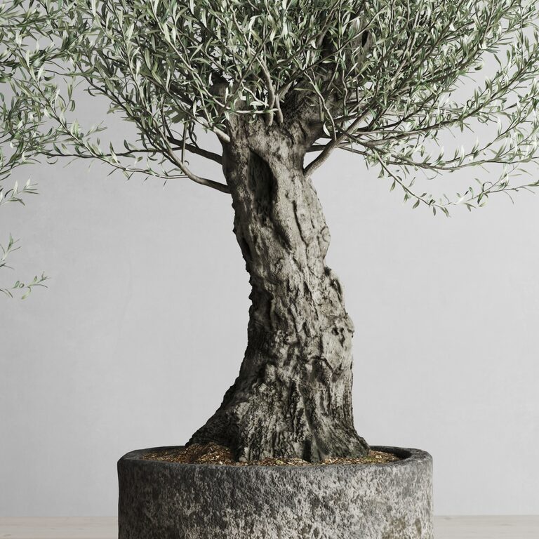 Olive Bonsai, Olive Tree
