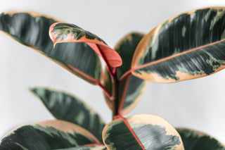 Rubber Fig Ficus Elastica