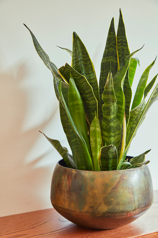 Sansevieria Snake Plant