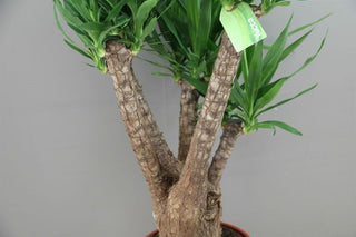 Yucca Cane