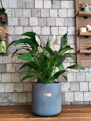 Velvet Glow Peace Lily