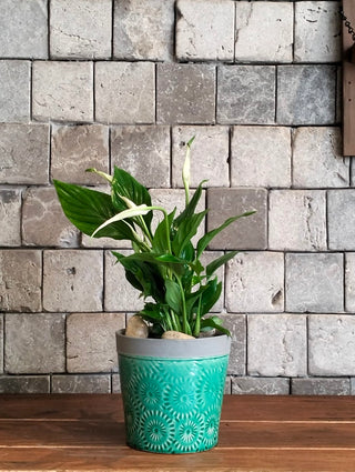 Fresh Aura Lily Petite