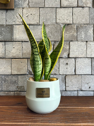 Snake Plant