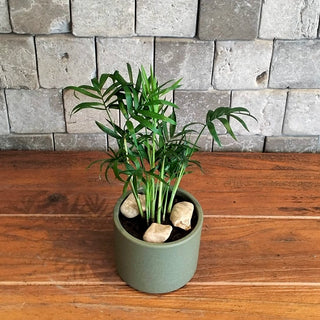 Feather Palm Petite