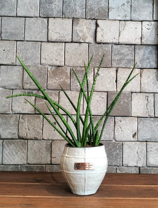 Verde Sansevieria