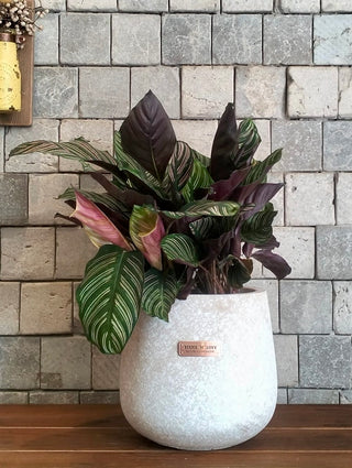 Pink Breeze Calathea