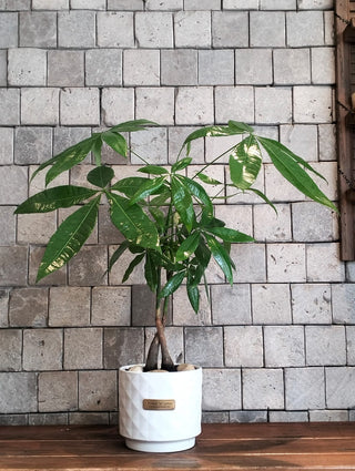 EverLuck MoneyTree