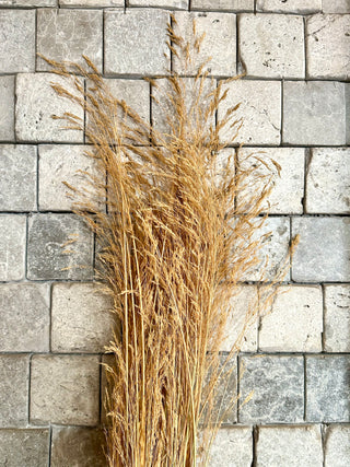 Sleek Pampas Grass Bunch