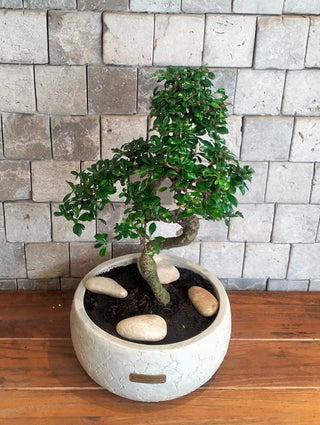 Fukien Tea Carmona Bonsai