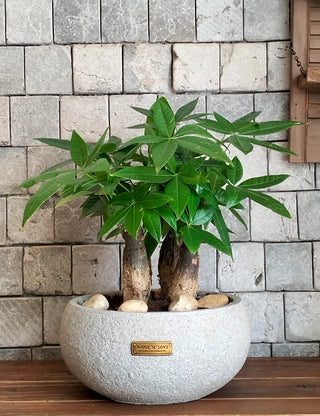 Chic Fortune-Forest MoneyTree Bonsai