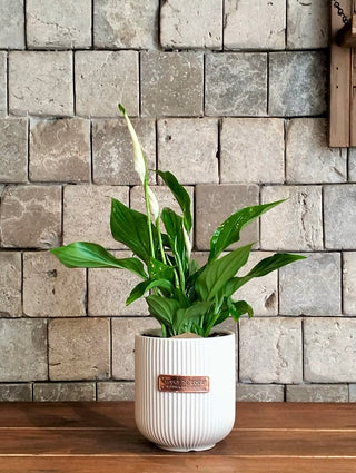 Peace Lily Petite