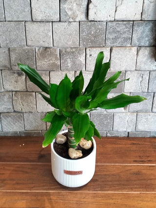 The Happy Plant Petite