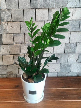 Petite Zamia Gem