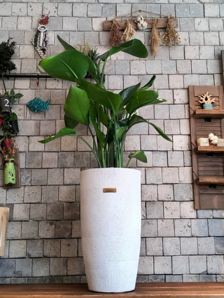 Banana Tropica