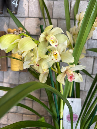 Cymbidium of Timeless Grace