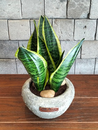 Vintage Terra Snake Plant