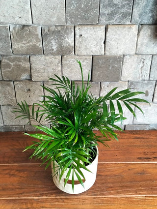 Parlor Palm Petite