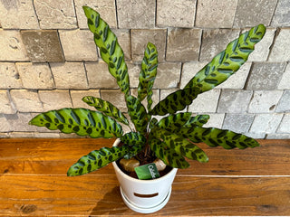Calathea RattleSnake Beauty