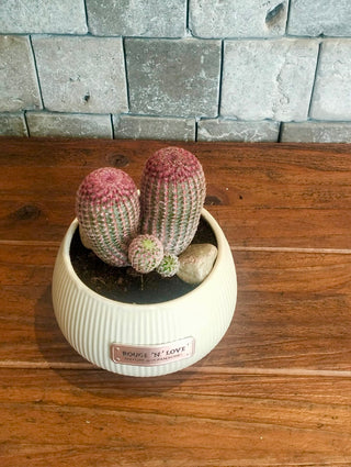 Rainbow Cactus Joy